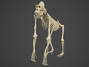 次世代 大猩猩骨架 猴科动物骨架 生物教材 猩猩骨骼