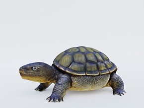 乌龟  动物  生物  野生  写实