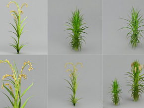 一组不同生长周期的水稻 水稻幼苗 水稻 成熟水稻 农作物 稻米 写实水稻