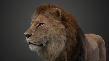 美国设计师Superb CG动物建模作品-雄狮动画