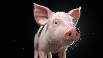 cg动物—猪 | 来自 iolacathern