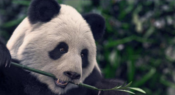 新加坡3d设计师 艺术家 Massimo Righi 超写实大熊猫