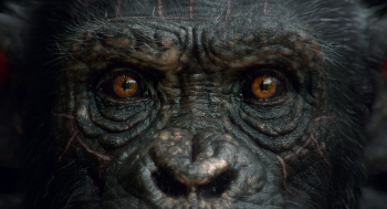 法国角色艺术家劳拉·萨洛莫尼《黑猩猩的凝视》