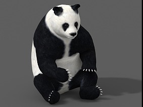 熊猫 写实熊猫 大熊猫