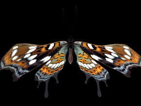 蝴蝶 写实蝴蝶 漂亮蝴蝶 带骨骼绑定动作的超精细蝴蝶 带多套贴图