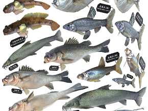 鱼 大海鲈 虾虎鱼 麦穗鱼 月鲹 铜鱼 食用鱼 深海鱼淡水鱼