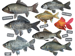 鱼类标本组合cg模型