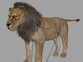 写实狮子maya模型