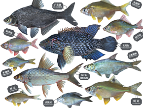 鱼，广东鲂，鳊鱼，土鲮鱼，花斑鱼，鳑鲏鱼，边鱼，龙头鱼，鲤鱼