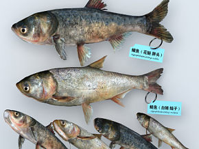 鱼，胖头鱼，鲢鱼，鳙鱼，白鲢，花鲢，雄鱼，麻鲢鱼，厨房食用鱼