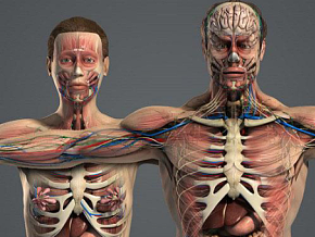 男女人体解剖  人体结构    人体器官