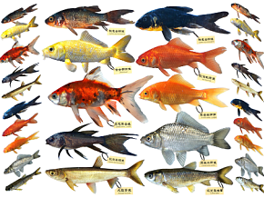 鱼，金鱼，草金鱼，鲫鱼，草鱼，白条，鲤鱼，锦鲤，革鲤，镜鲤