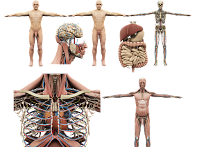 人体解剖，人体结构，人体标本，人体经络，肌肉，骨骼，神经，器官