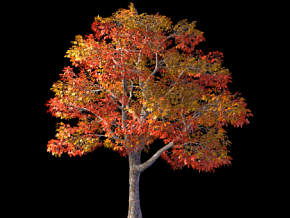 树   枫树    写实树木  秋天的树