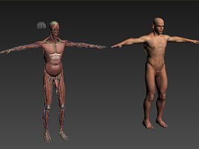人体cg模型