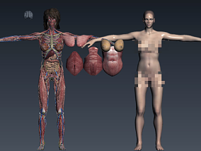 超精细女性人体解剖结构 法医法学 医疗教学医学 肌肉 器官 组织  骨骼 内脏 神经 医院