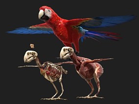 金刚鹦鹉 动物骨骼 动物解剖 小鸟 羽毛 翅膀 骨架 肌肉 飞禽