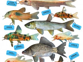 超写实鱼类合集3D模型