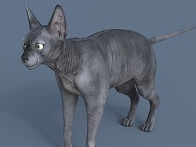 斯芬克斯猫   加拿大无毛猫   猫咪  宠物猫 3d模型