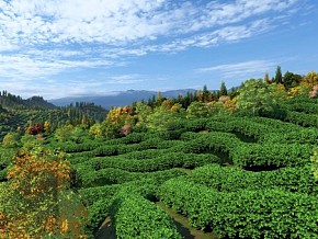 茶山茶园3D自然场景模型