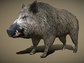 野猪 3d模型