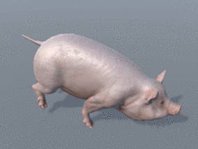 公猪 家猪 牧场 畜牧 养殖 猪 白皮猪 哺乳动物 3d模型