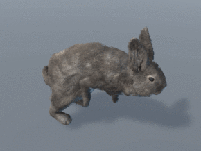 兔子 野兔 超写实 长耳兔 家兔 宠物兔 家禽 动物 灰兔 哺乳动物 动画 3d模型