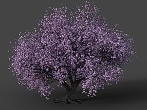 写实植物樱花树CG模型