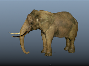 大象 3d模型