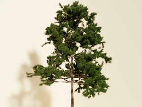 松树CG模型