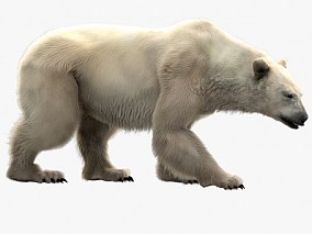 次时代PBR超精细北极熊CG模型