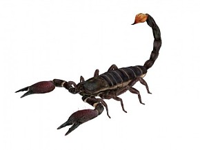 精致蝎子3D模型