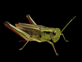 蝗虫 蚂蚱 蚱蜢 草螟 蝈蚂 扁担钩 飞行昆虫 写实昆虫  3d模型