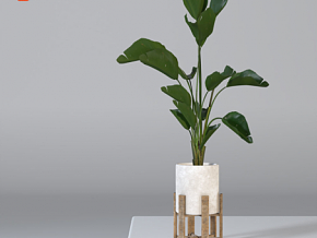 绿植 盆栽 花卉 大叶植物 植物 尖尾芋 独脚莲 大叶绿植 室内装饰植物 3d模型