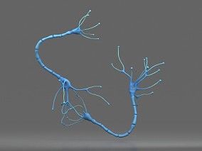 神经元 神经元细胞 神经细胞 医学模型 神经胶质细胞 医疗模型 3D模型