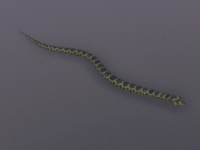 次世代 PBR 蛇 蟒蛇 蚺蛇 树蚺 亚马逊巨蟒 响尾蛇 眼镜蛇 带动画 3D模型