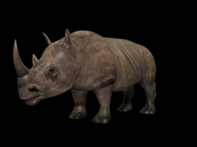 次世代 犀牛 非洲 印度犀牛 白犀牛 小犀牛 独角犀牛 次时代 AR VR