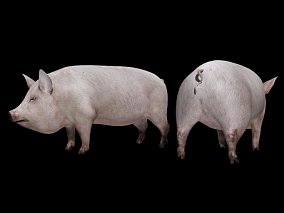 家畜 猪 家猪 公猪 母猪 畜牧 牲口 猪崽 白皮猪 写实猪 2K贴图 牲畜 动物 3d模型