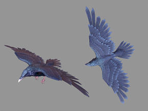 乌鸦 鸟类 渡鸦 黑乌鸦 鸟 飞禽 3d模型