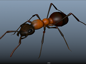 昆虫 蚂蚁 红蚂蚁 大蚂蚁 写实蚂蚁 切叶蚁 写实昆虫 蚁科 节肢动物 行军蚁 工蚁 雄蚁 兵蚁 蚁