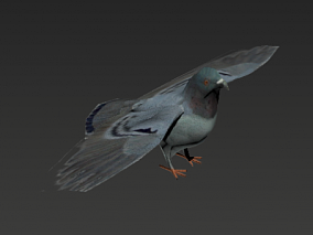 3D模型  3D鸽子 鸽子