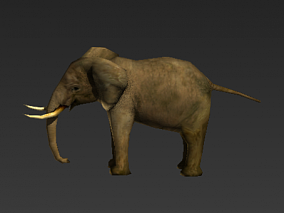 大象 3D模型 动物模型 带动画