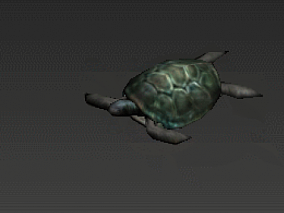 动物世界 3D模型 海龟 带动画