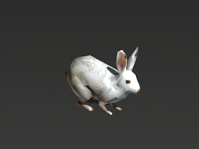 动物世界 3D模型 兔子 带动画