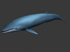 动物世界 3D模型 鲸鱼 带动画