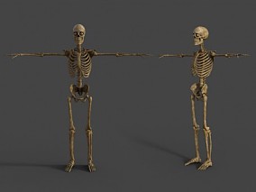 人体骨骼架 骷髅鬼 写实骨头模型