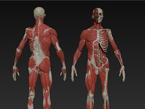 人体骨骼肌肉高模
