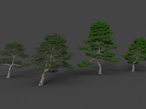 高质量精细青松树松科松属植物 超写实植物 3d模型