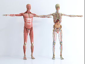 人体结构模型
