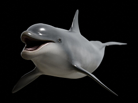配置绑定 动画 宽吻海豚 哺乳动物 海洋 深海 尖嘴海豚 瓶鼻海豚 渤海 黄海